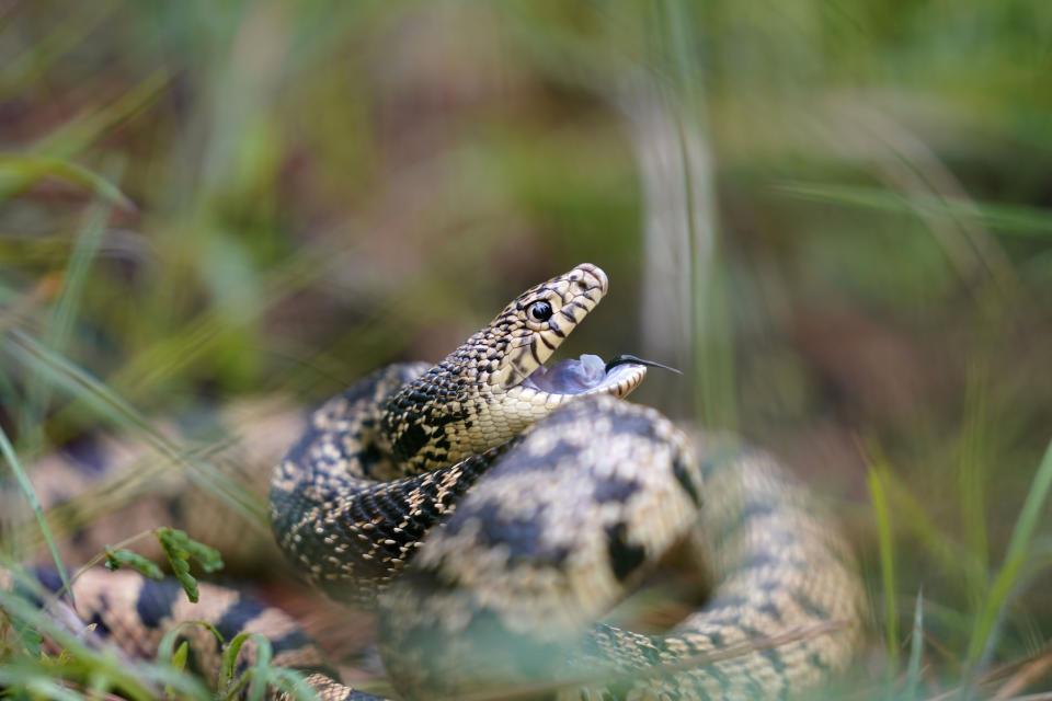 A Louisiana pine snake bluffs in a posture to defend itself against predators, during the release of several of about 100 Louisiana pine snakes, which are a threatened species, in Kisatchie National Forest, La., Friday, May 5, 2023. (AP Photo/Gerald Herbert)