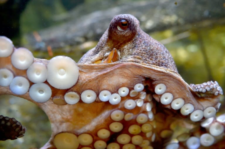 Researchers found the octopus' impressive suction power was thanks to small balls inside the suction cups that line each of their tentacles
