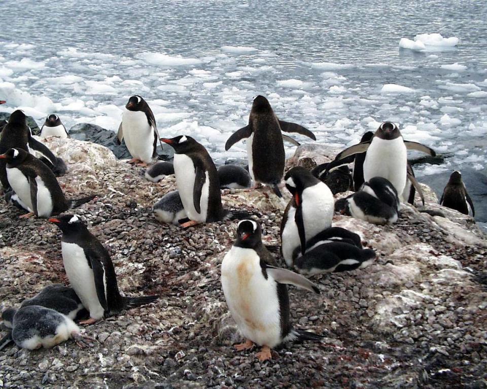 Gentoo penguins on the Antarctic peninsula. The photo was taken by former Miami Herald Staff Writer Georgia Tasker for one of her travel articles about Antarctica in 2000.