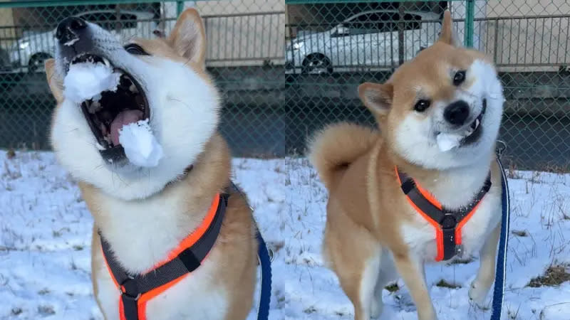 ▲飼主鄙人雪天帶著家中柴柴出門漫步，途中兩人突然開啟了打雪仗模式，沒想到狗狗卻不按牌理出牌，直接「一口一雪球」完封。（圖／取自X@fufufufufu_ta）