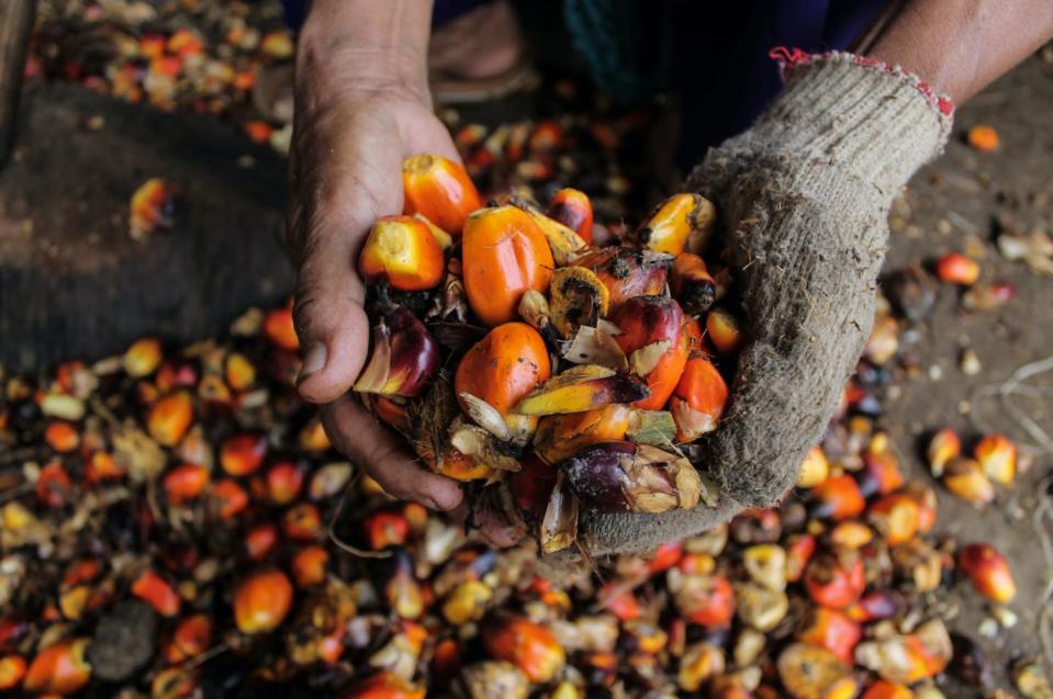 Oil palm fruit in North Aceh, Indonesia. <a href="https://www.gettyimages.com/detail/news-photo/workers-drops-the-palm-fruit-from-their-pandanus-before-news-photo/867112046" rel="nofollow noopener" target="_blank" data-ylk="slk:Fachrul Reza / Barcroft Media via Getty Images;elm:context_link;itc:0;sec:content-canvas" class="link ">Fachrul Reza / Barcroft Media via Getty Images </a>