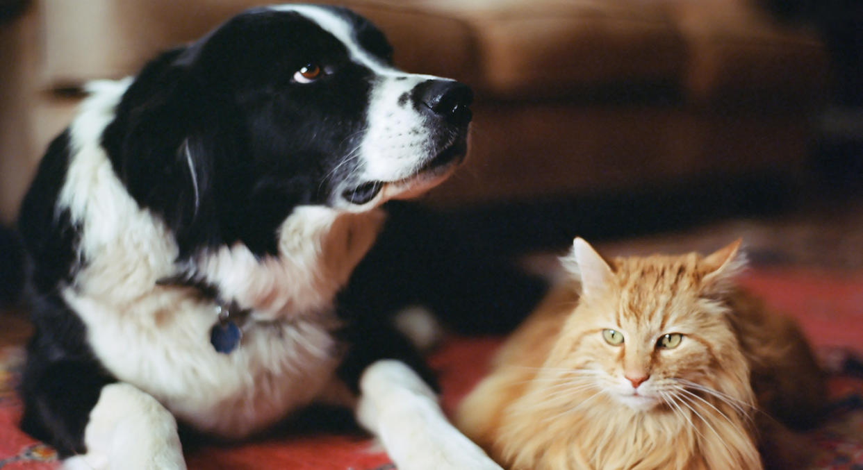 Best cat and dog DNA kits to find out pets genetics