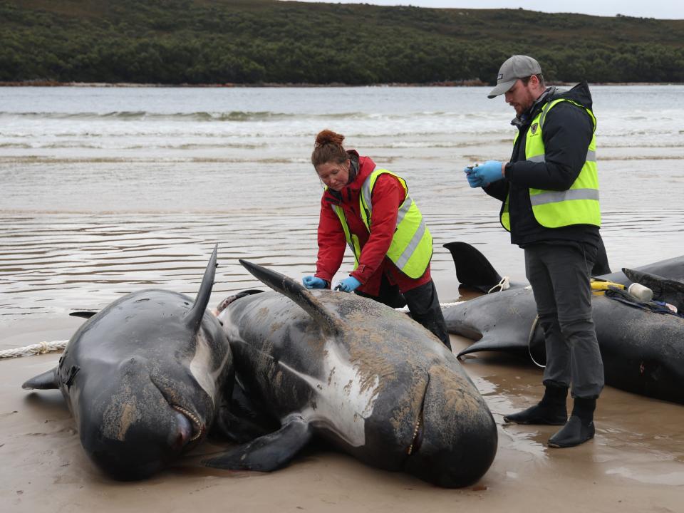 Tasmania state wildlife services personnel check the carcasses of pilot whales on September 23, 2022.