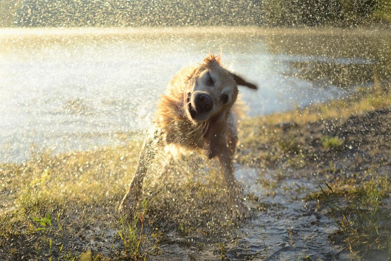 golden labrador shaking water off from the lake