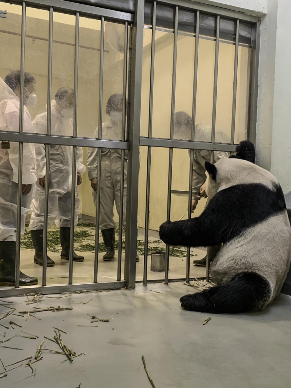 大陸專家探視大貓熊團團、圓圓一家生活情形。（圖／台北市立動物園提供）