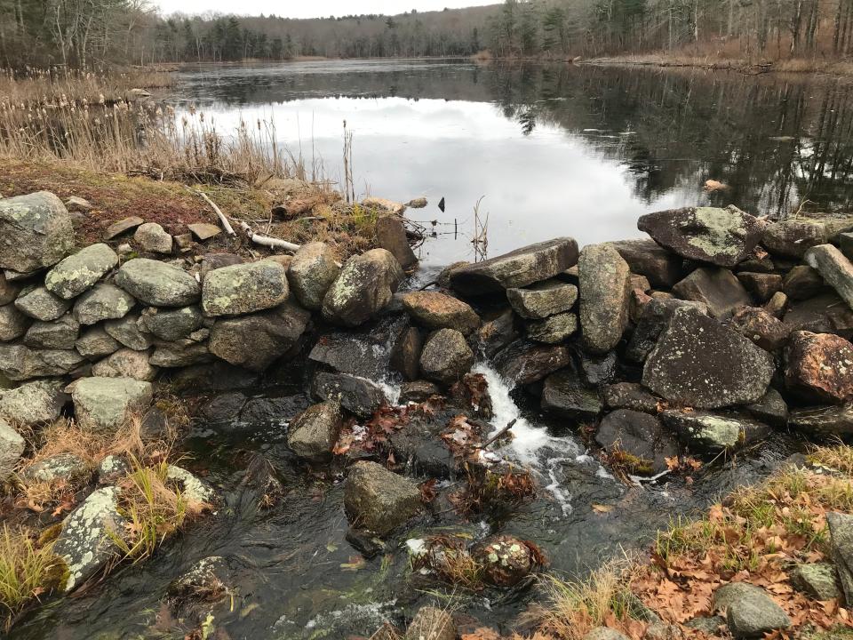 Beaver activity at Betty Pond, which flows into Kent Brook, has created a large wetland where red maples have flourished.