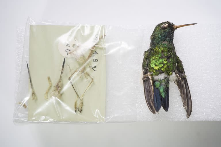 Un minúsculo picaflor de 3 gramos que Davies taxidermizó