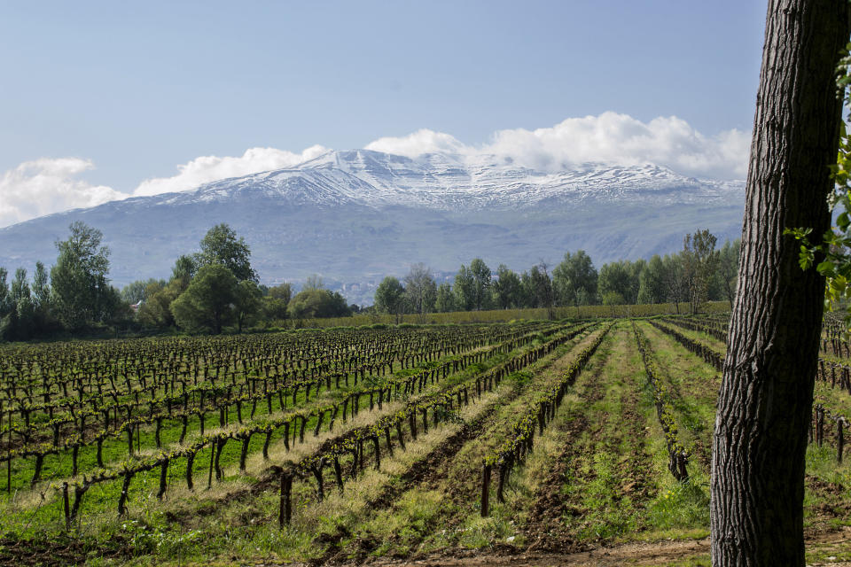 A vineyard with mountains in the background.