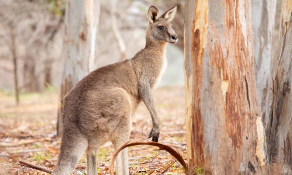 A kangaroo