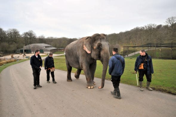 New home for saved circus elephant