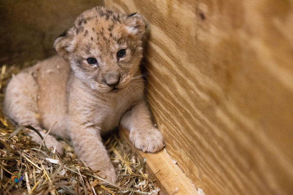 The newest endangered African lion cub at Zoo Knoxville was a female, born on June 16. She was the third offspring of father Upepo and mother Amara, and a full sibling to 6-month-old cubs Magi and Anga. June 30, 2022