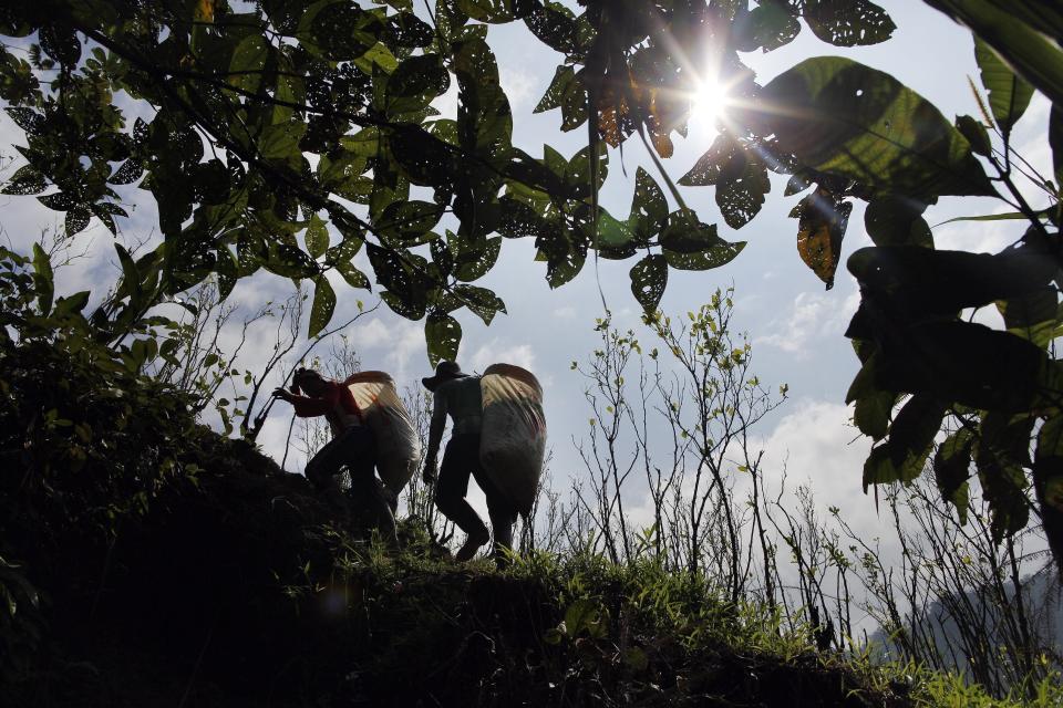 Trabajadores caminan después de recoger hojas de coca de una región montañosa de Antioquia, Colombia. La mayoría de los asesinatos de líderes sociales suceden en zonas cocaleras. (AP Foto/Rodrigo Abd, Archivo)