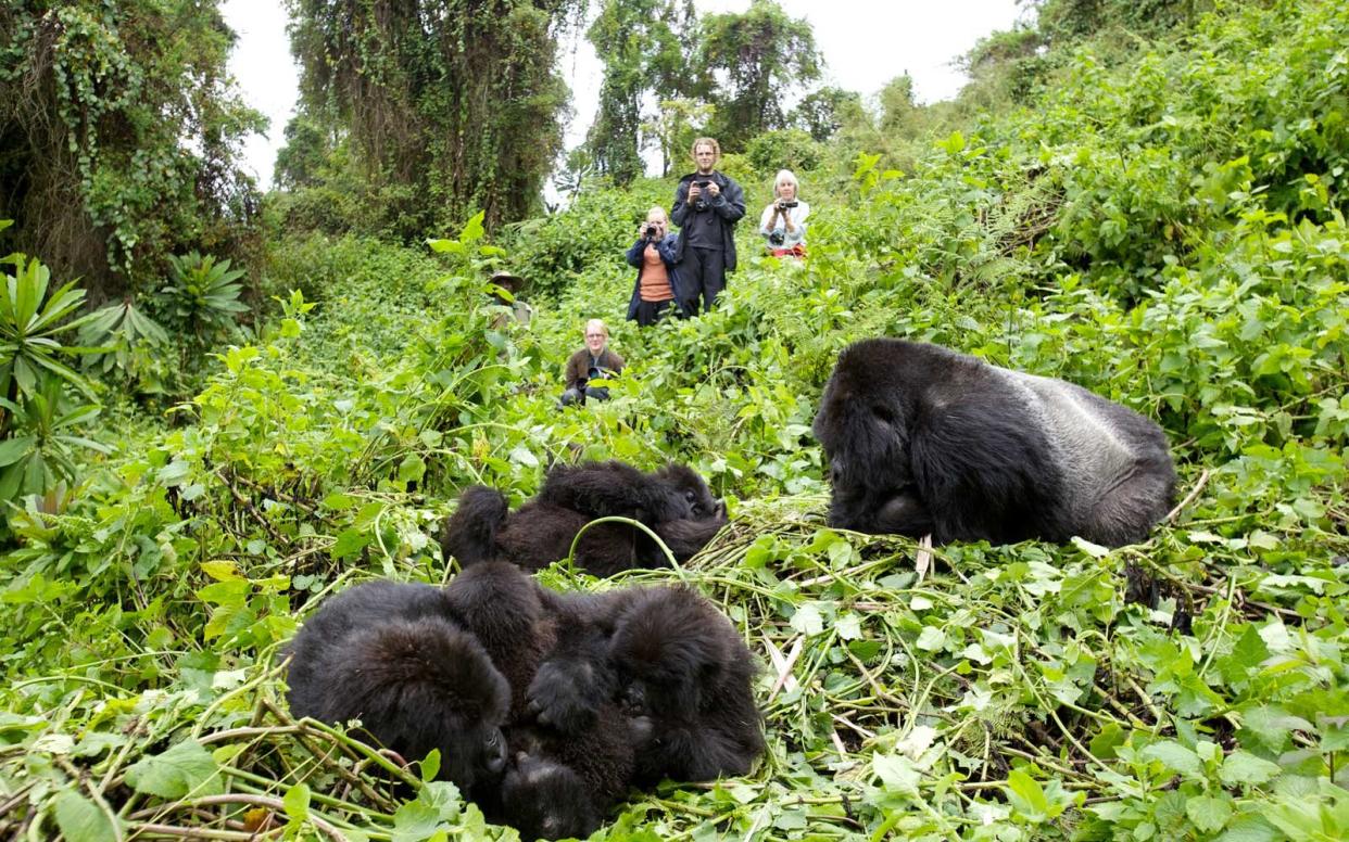 Tourists watching Mountain Gorillas (beringei beringei) whilst they rest in a clearing after feeding. Virunga mountains, Volcanoes National Park, Rwanda