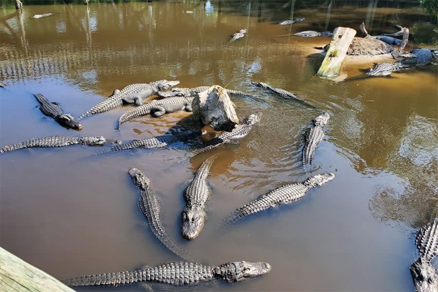 Alligator Farm Zoological Park, St. Augustine, Florida