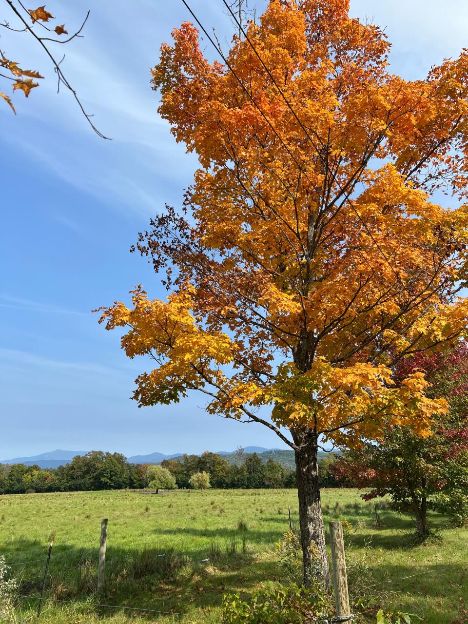 A yellow-leaved tree stands brilliantly against the blue sky, green grass and distant mountains. Fall as seen on Sunset Hill Rd. in Williston on Sep. 27, 2023.