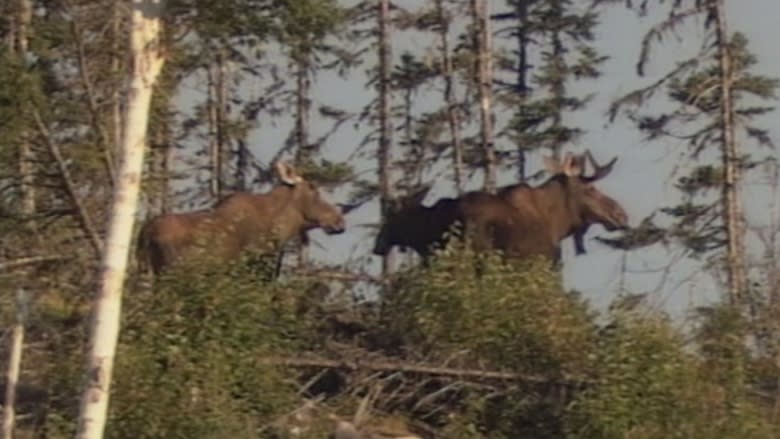 Moose plan sees extended hunting in some areas, but no new fencing