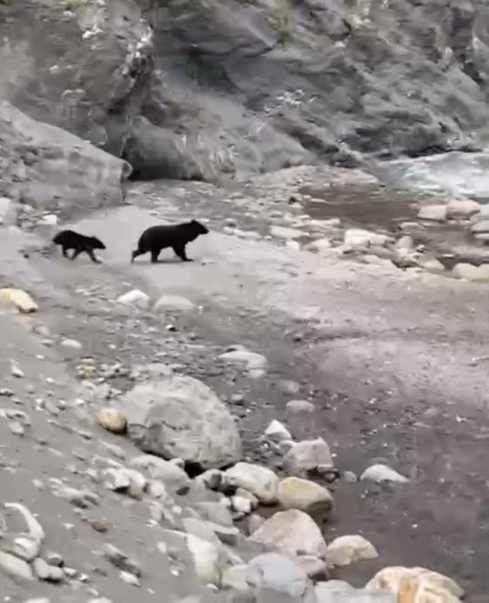 發現哨了一個孩子，母黑熊回頭找小孩。（翻攝我是花連人畫面）