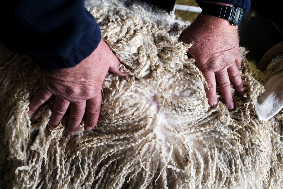 A man shows the hair of an Angora goat at an Expo in Bothaville, South Africa, in May 2018. (Photo: WIKUS DE WET/AFP/Getty Images)