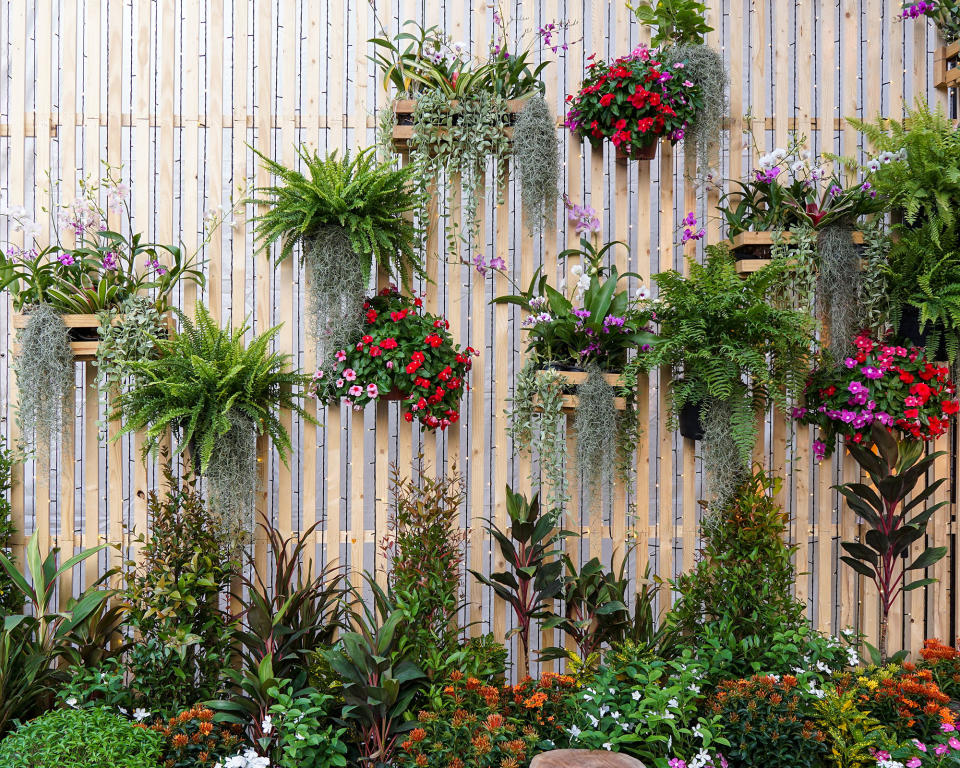 <p> For those who want to create a living wall effect but perhaps lack the funds to install a complex irrigated system, attaching a number of containers and hanging baskets onto a garden fence is an easy hack in a courtyard or patio. </p> <p> &apos;Particularly for smaller garden areas, such as balcony gardens, wall planters and hanging baskets are all great options for&#xA0;the&#xA0;gardener that doesn&#x2019;t want to compromise on social space,&apos; say planting experts at The Greenhouse People. </p> <p> &apos;By raising plants to a higher level, you not only maximize your useable floor space, but&#xA0;the&#xA0;varying levels will draw&#xA0;the&#xA0;eye upwards, creating different focal points that make your garden space look instantly more visually interesting.&apos; </p>