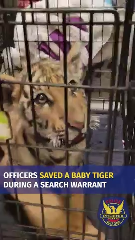 A tiger cub was rescued by Phoenix police the evening of Jan. 23, 2023, after seeing its sale advertised on social media.