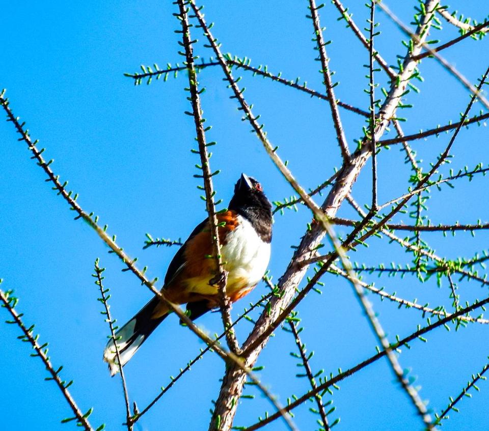 A male Eastern towhee adopts a high perch in his territory. Vicky McMillan