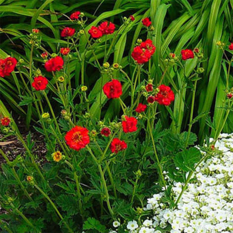 Geum chiloense