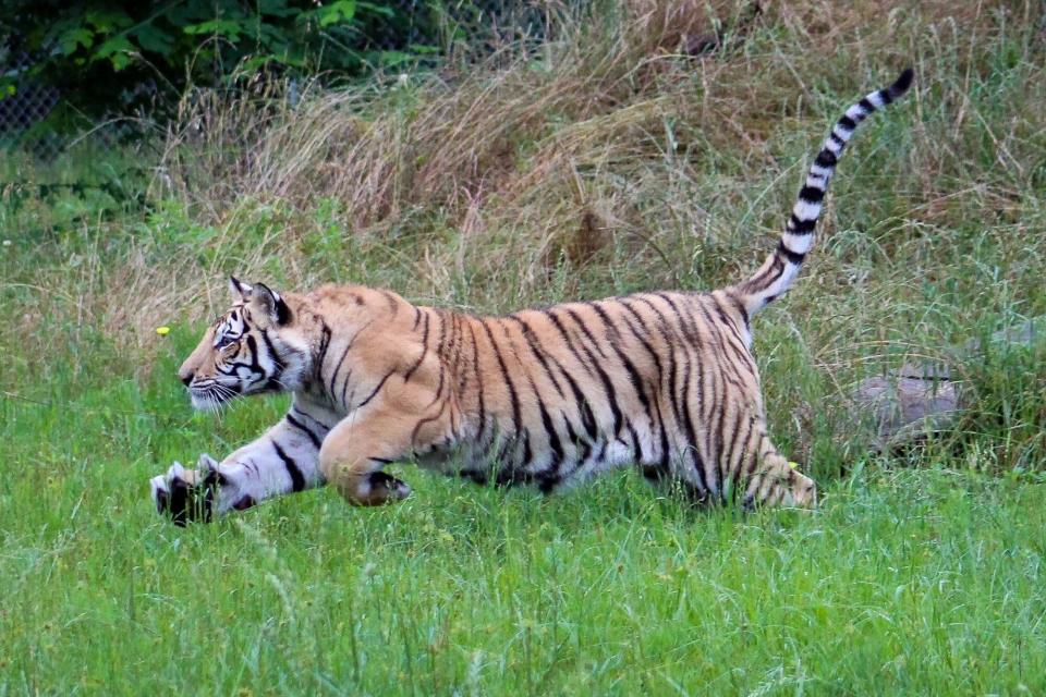 India the tiger is now in his large naturally wooded habitat at Black Beauty Ranch, as of May 24, 2021.