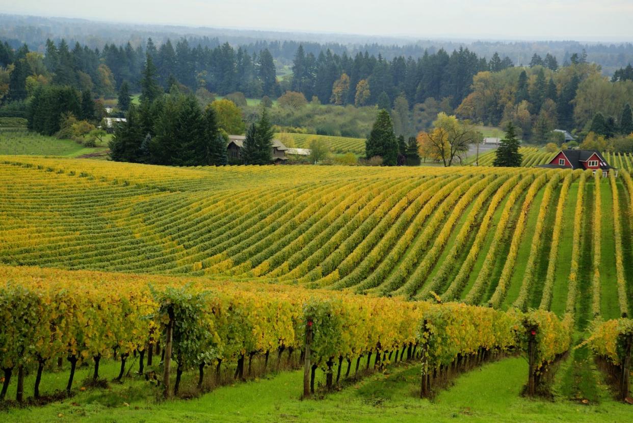 vineyard, willamette valley, or