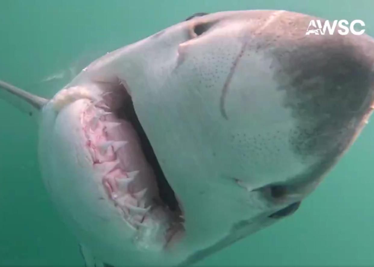 A camera operated by the Atlantic White Shark Conservancy shows a great white in the waters off Scituate.