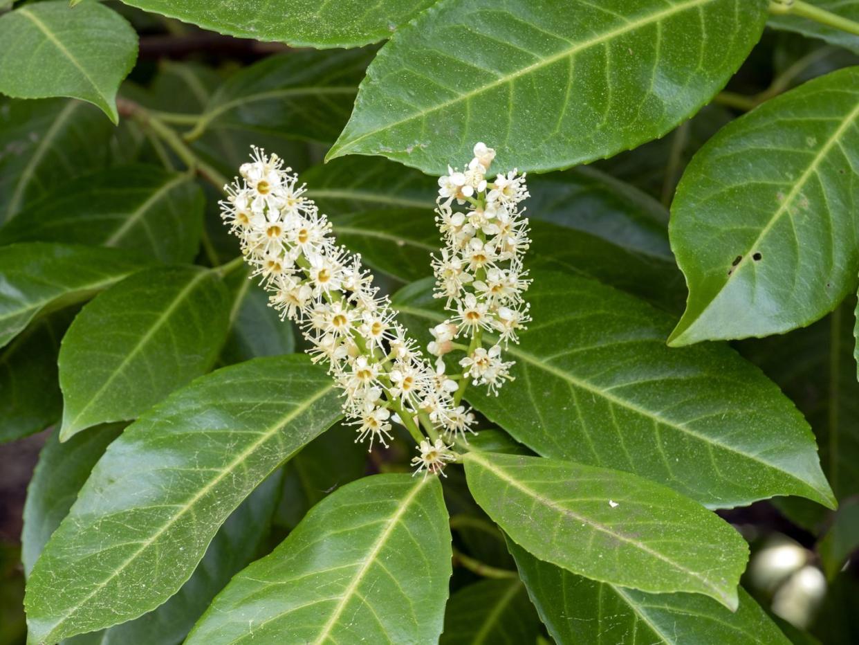 fast growing shrubs skip laurel