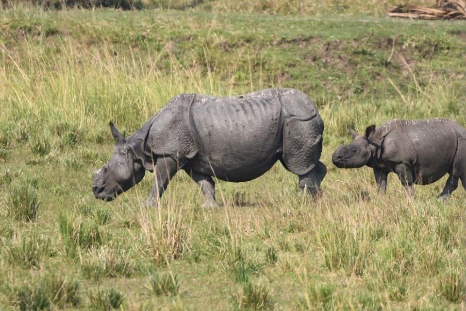 rhinos on the park