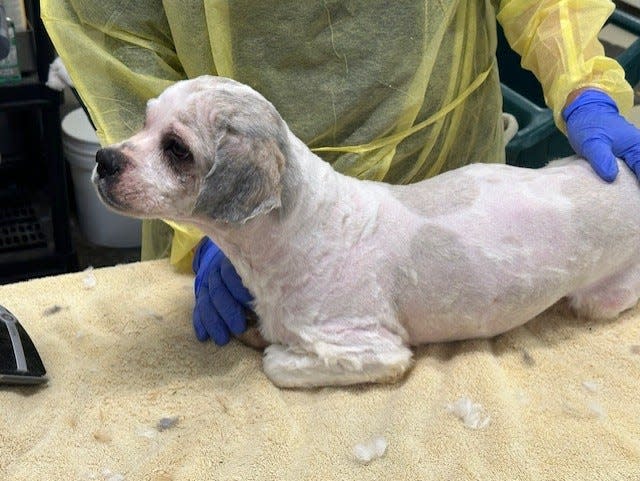 Here's a dog after its shaving.