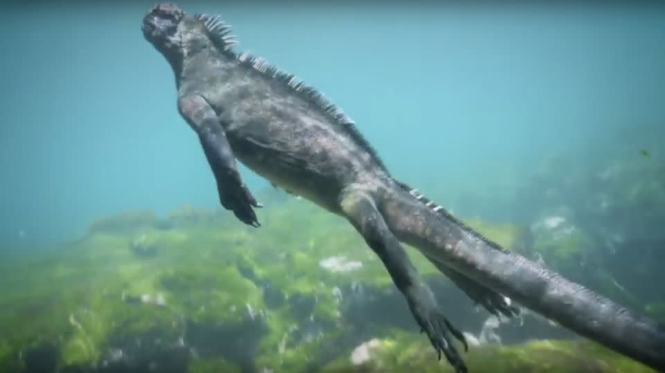 The 'mini-Godzilla' was filmed swimming and feeding around the Galapagos Island. Photo: Steve Winkworth