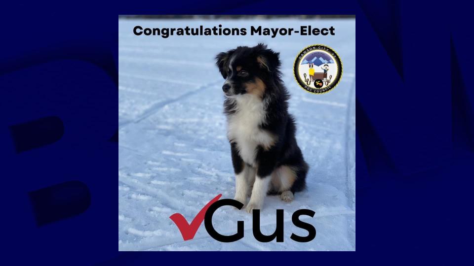 Capture d'écran Facebook © Dawson Municipal Dog Council Elections -  Dawson Municipal Dog Council Elections