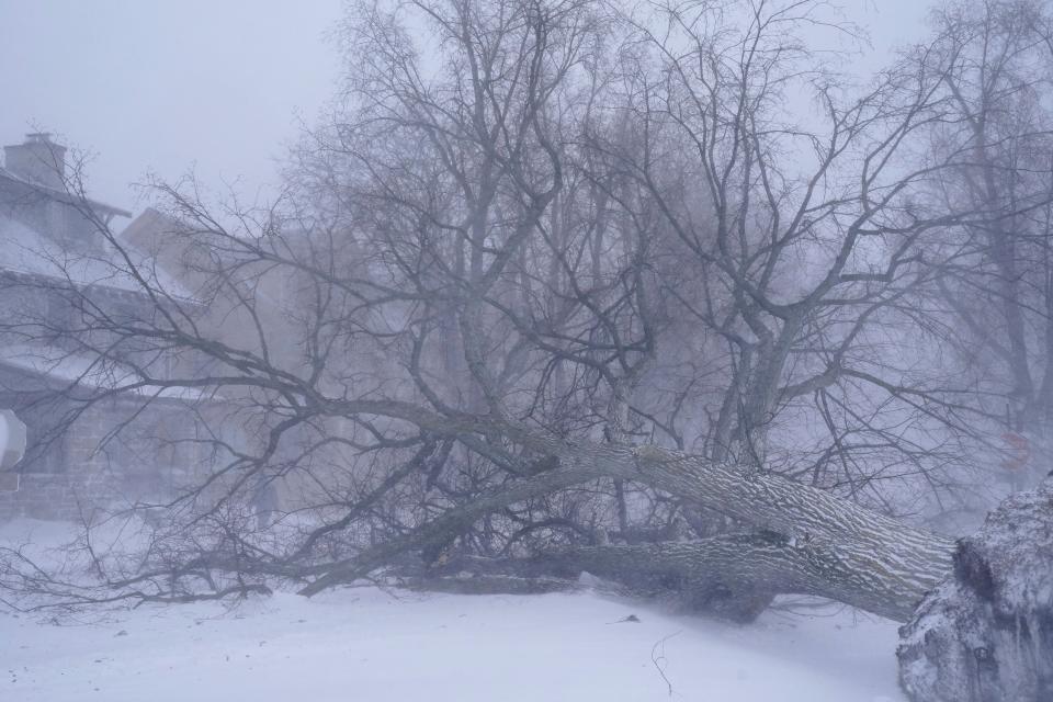 A giant tree lays across the intersection of West Delavan Avenue and Bidwell Parkway in Buffalo, N.Y. on Saturday, Dec. 24, 2022 (AP)