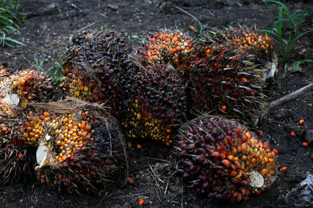 FILE PHOTO: Palm oil fruits are pictured at a plantation in Chisec, Guatemala December 19, 2018. REUTERS/Luis Echeverria/File Photo