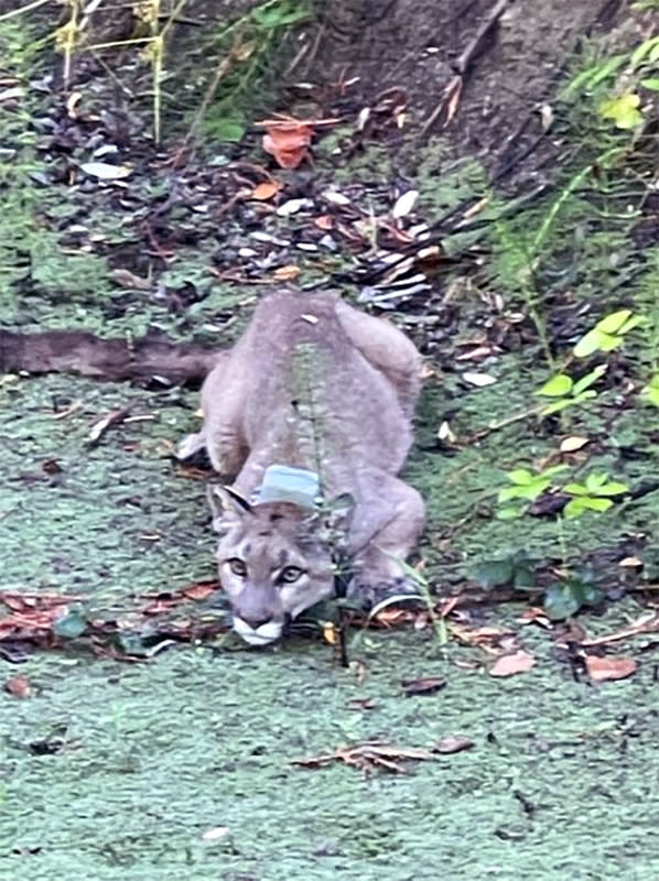 Image: A tranquilized mountain lion (Courtesy Rohnert Park Department of Public Safety)