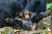 Un cucciolo di chimpanzee della Tanzania che si distende, comodo sulla mamma ©Tom Mangelsen / Comedy Wildlife Photography Awards 2019