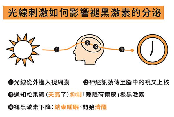 光線刺機如何影響褪黑激素的分泌。