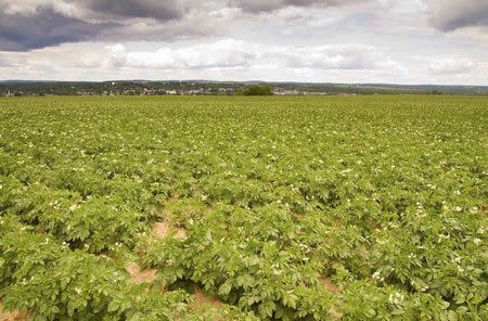 A potato field in bloom is seen near Caribou, Maine July 18, 2014. Citing amenities such as an airport and recreation center as evidence of excessive spending by the city government, a group of Caribou residents have started a movement to secede from the northeastern most U.S. City and undo a municipal merger which took place in the 19th century. REUTERS/Dave Sherwood