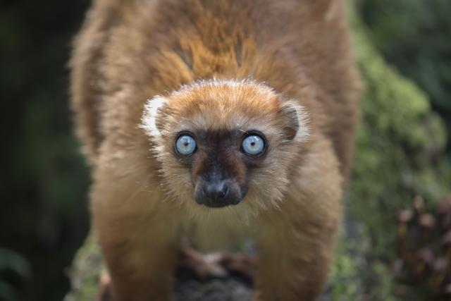 Black Lemur - The Other Blue-Eyed Primate 