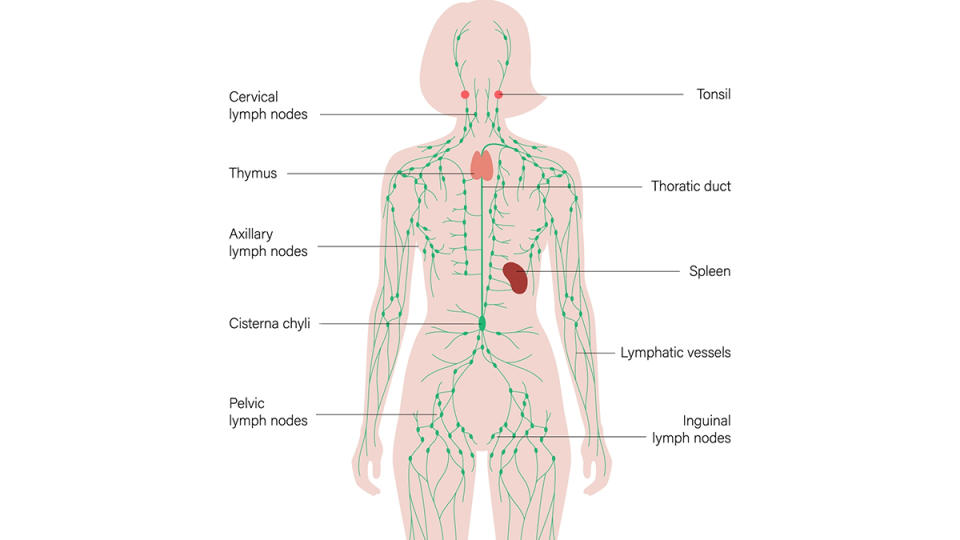 Illustration of the lymph system
