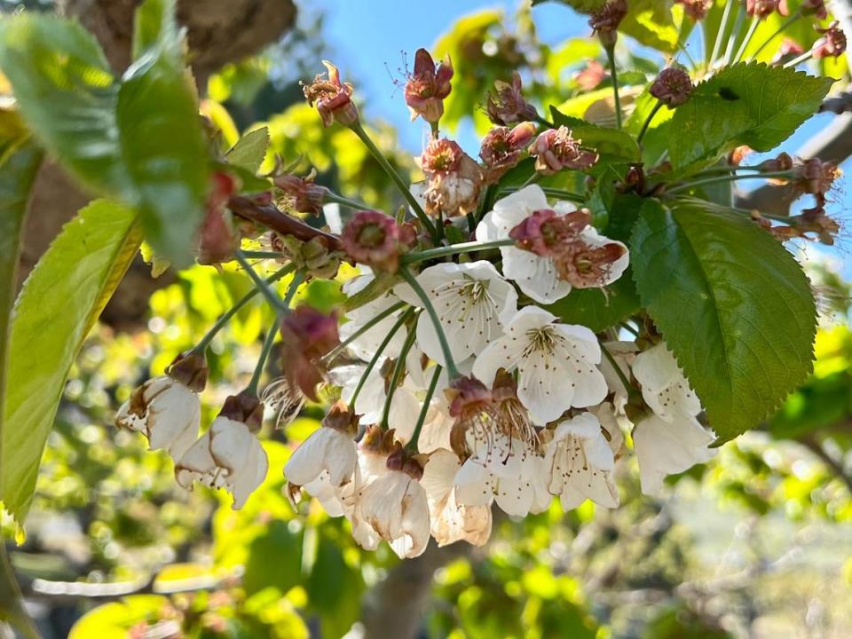 Flowers and buds on a cherry tree are beginning to bloom at Ray French Orchard in Richland on April 22, 2022.