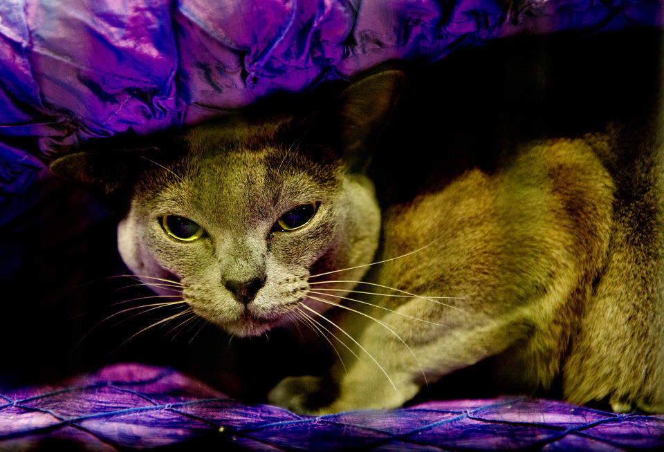 <p>Clarkesfield Queen Elsa, a Blue Burmese Cat participates in the GCCF Supreme Cat Show at National Exhibition Centre on October 28, 2017 in Birmingham, England. (Photo: Shirlaine Forrest/WireImage) </p>