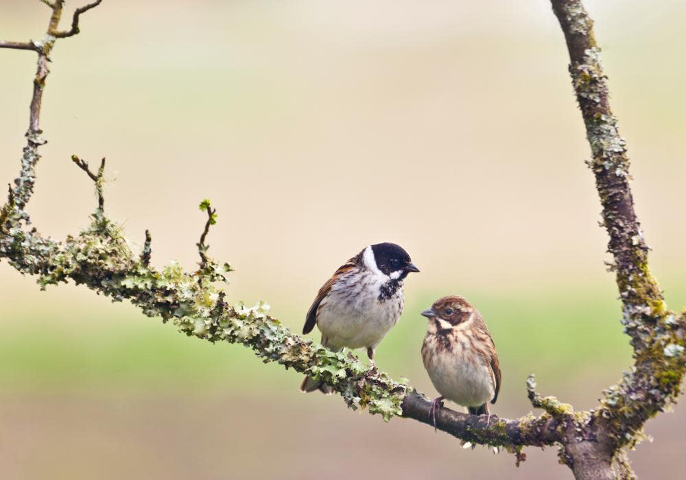 A pair of reed bunting, Emberiza schoeniclus. The male bird is on the left, the female on the right.
