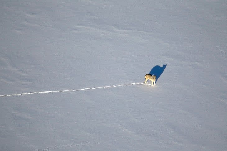 <span class="article__caption">Gray wolves, or timber wolves, will soon be seen in the wild in Colorado areas like Summit County.</span>