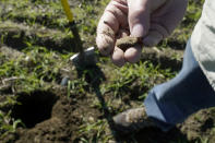 Metal detectorist George Mallard, of Hanover, Mass., displays what he said is likely a piece of lead that could have been a projectile for an historic firearm, while searching for artifacts and coins in a farm field in Little Compton, R.I., Thursday, Oct. 27, 2022. Mallard found a 17th century silver coin with Arabic inscriptions in a field in Tiverton, R.I., in 2018. (AP Photo/Steven Senne)