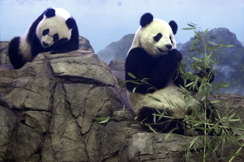 Tian Tian (R) munches on bamboo while Mei Xiang takes a nap inside the giant pandas' indoor habitat at the Smithsonian National Zoo in Washington in 2000. File Photo by Jessie Cohen/UPI