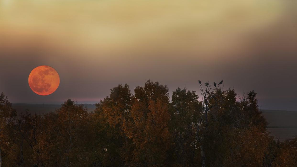 harvest moon rising over autumn trees with birds perched on them