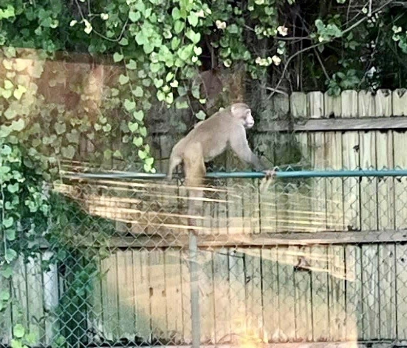 Orange City police said Wednesday that a monkey has been seen around the city. Residents are asked to call police or wildlife officials if the encounter the animal.